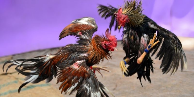 luky88 KM Game Bài 3d