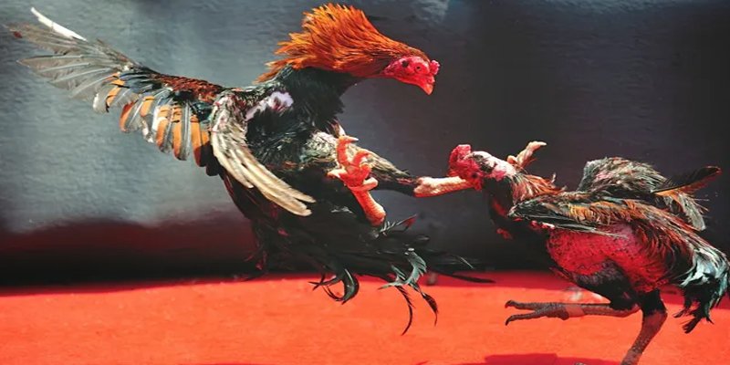 luky88 bắn cá h5 chơi ngay