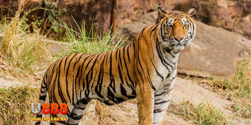 luky88 xổ số bình thuận