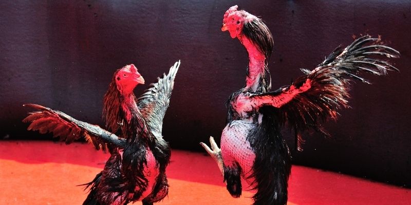 luky88 thị trường baccarat là gì