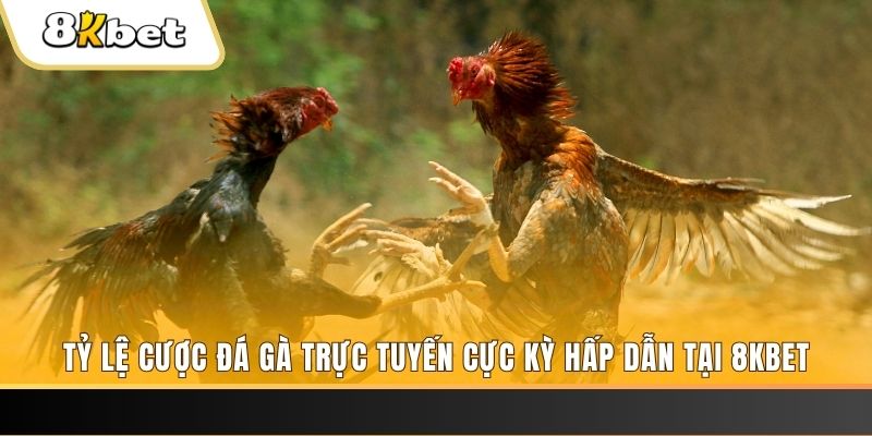 luky88 c1 gà chọi