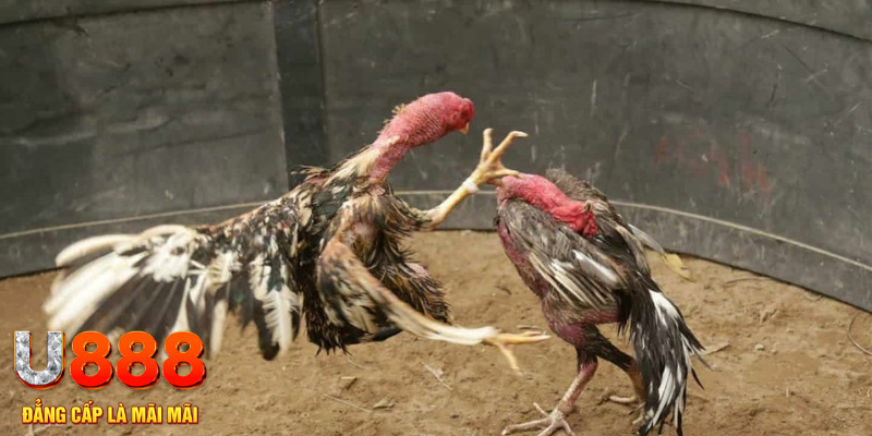 luky88 đăng nhập tiến lên miền nam số 1